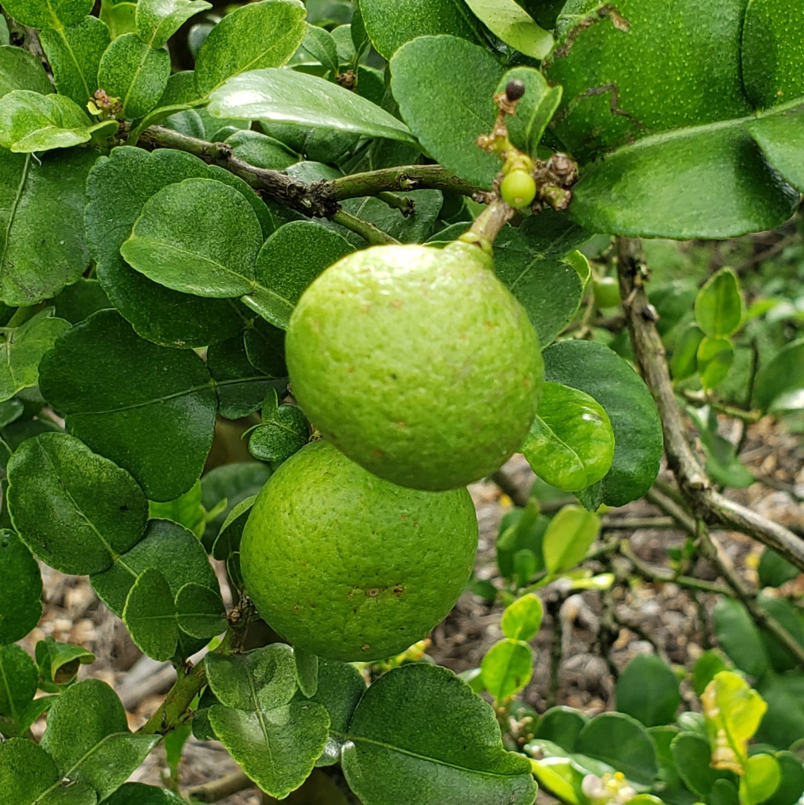 Fruit Variety Picture